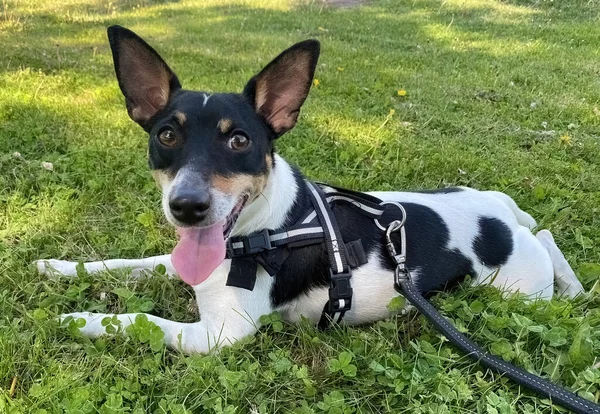 A toy fox terrier dog with a Leash Collar Chest Harness Vest, resting under the shadow on a sunny day of spring.