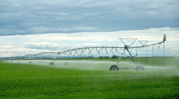 A spray water irrigation system at an agriculture facility farm in Lethbridge, Alberta, Canada