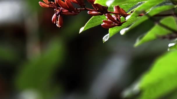 Wasser Fällt Nach Einem Regnerischen Tag Von Einem Baumblatt — Stockvideo