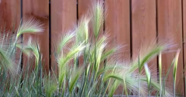 Foxtailkorn Perenn Växtart Gräsfamiljen Poaceae Den Växer Norra Nordamerika Och — Stockvideo