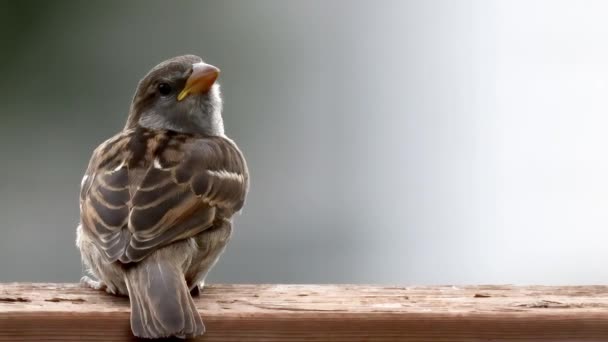 Een Echte Mus Een Kleine Vogel Met Dikke Snavels Voor — Stockvideo