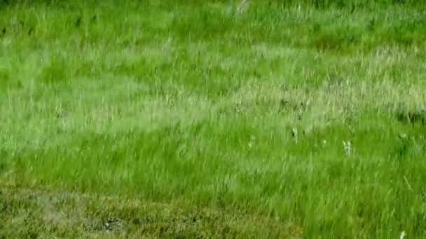 春の間に強い強風で動く緑の草 コンセプト 冬の天気 — ストック動画