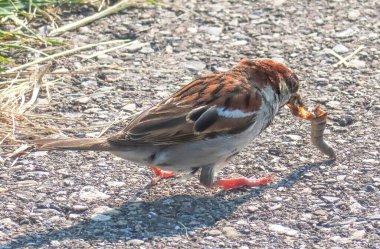 An Italian sparrow eating a worm, also known as the cisalpine sparrow, is a passerine bird of the sparrow family Passeridae, found in Italy and other parts of the Mediterranean region.