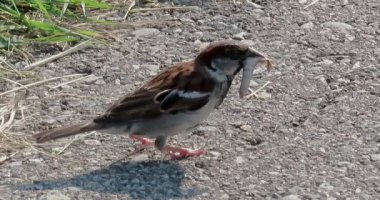 An Italian sparrow eating a worm, also known as the cisalpine sparrow, is a passerine bird of the sparrow family Passeridae, found in Italy and other parts of the Mediterranean region.