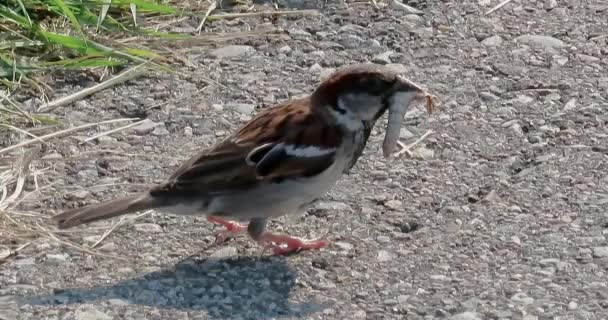 Italian Sparrow Eating Worm Also Known Cisalpine Sparrow Passerine Bird — Vídeo de stock