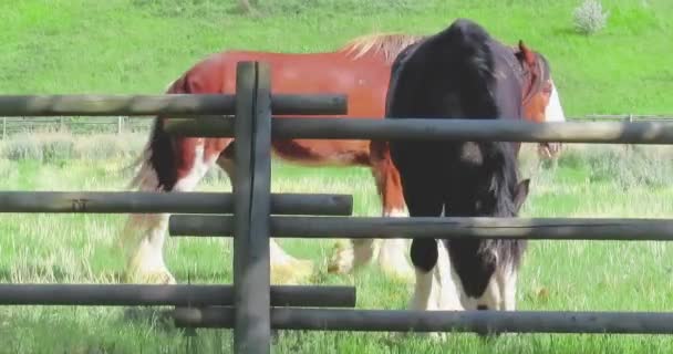 Verschillende Huiselijke Gouw Paarden Een Boerderij Zomer Een Brits Ras — Stockvideo