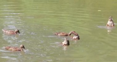Yiyecek arayan birkaç yaban ördeği ya da vahşi ördek. Orta ve subtropikal Amerika, Avrasya ve Kuzey Afrika 'da üreyen ördekler.. 