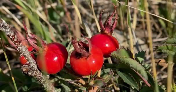 Quelques Cynorrhodons Rosier Rosier Fruit Accessoire Des Différentes Espèces Rosiers — Video