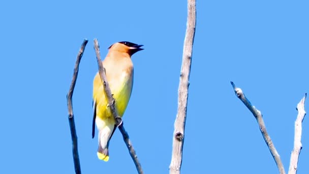 Urzekające Nagranie Melodyjnie Śpiewającego Ptaka Cedar Waxwing Siedzącego Słonecznym Drzewie — Wideo stockowe