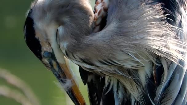Pan Zbliżenie Great Blue Heron Głowy Królewskiej Nad Jeziorem Letnim — Wideo stockowe