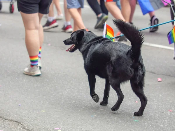 A black dog with a LGBTQ flag. Concept: community\'s resilience pride parade.