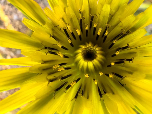 A close up to a yellow Salsify Tragopogon porrifolius flower. A plant cultivated for its ornamental flower and edible root.