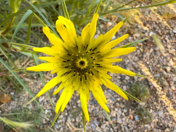 A yellow Salsify Tragopogon porrifolius flower. A plant cultivated for its ornamental flower and edible root.