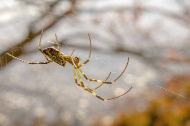 Trichonephila clavata ya da Joro örümceği. Trichonephila cinsinin bir üyesi. Örümcek Japonya 'nın her yerinde bulunabilir.