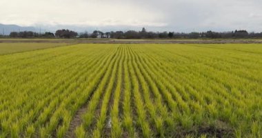 Japonya 'nın Shiga ilindeki Biwa Gölü yakınlarında sonbahar mevsiminde bir pirinç tarlası.. 