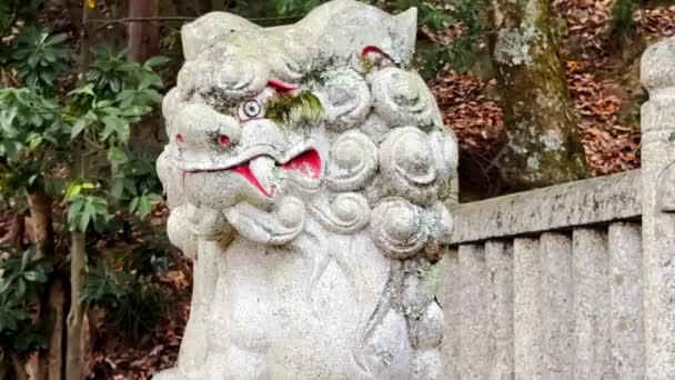 日本石贺县永贺市 2023年11月26日狮身人像一种狮形动物的雕像 传统上守卫神龛的入口或大门 或安放在神道神龛附近 — 图库视频影像