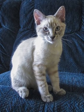 Siyam kedisi, Asya kedisinin ilk belirgin türlerinden biridir. Wichianmat Landrace 'den türetilmiştir..