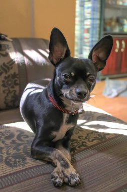 Genç, sevimli, siyah bir Chihuahua köpeği kanepede uzanıyor, bacak bacak üstüne atıyor ve güneşi emiyor..