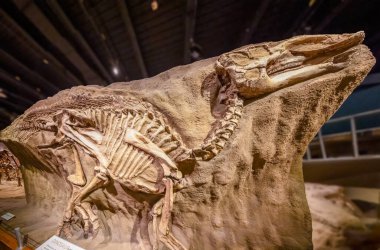 Drumheller, Alberta, Kanada. 19 Şubat 2024. Kraliyet Tyrrell Müzesi 'nde Prosaurolophus iskeleti..