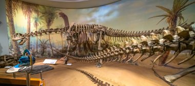 Drumheller, Alberta, Kanada. 19 Şubat 2024. Royal Tyrrell Müzesi 'nde Camarasaurus supremus iskeleti..