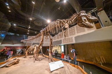 Drumheller, Alberta, Kanada. 19 Şubat 2024. Tyrannosaurus rex yırtıcı hayvan. Drumheller 'daki Royal Tyrrell Müzesi' nin iskeleti..