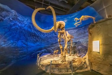 Drumheller, Alberta, Kanada. 19 Şubat 2024. Drumheller 'daki Royal Tyrrell Müzesi' nde bir mamut iskeleti, bir mamut iskeleti ve bir Smilodon Senozoik Galerisi..