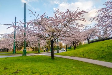 Vancouver, British Columbia, Kanada. 12 Nisan 2024. Vancouver 'da ilkbaharda kiraz ağaçları çiçek açar..