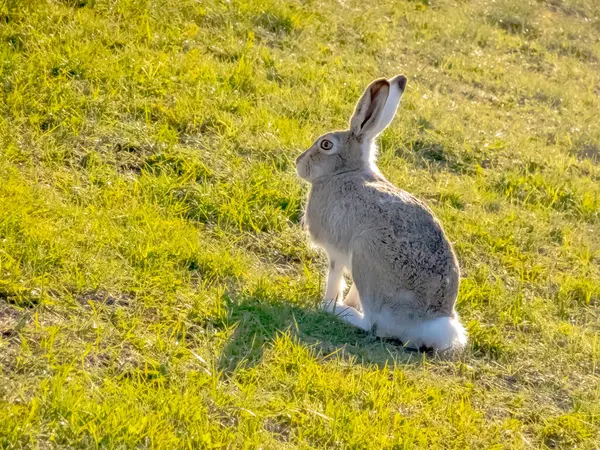 White-tailed jackrabbit Animal or the prairie hare and the white jack, is a species of hare found in western North America.