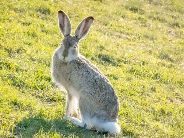 White-tailed jackrabbit Animal or the prairie hare and the white jack looking to the camera, is a species of hare found in western North America.