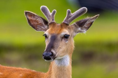 Erkek geyiğin kafasının yakın çekimi. Görüntünün odak noktası etkileyici boynuzlardır. Bu kemikli büyümeler her yıl dökülür ve yeniden büyür ve diğer erkeklerle savaşmak için kullanılır..