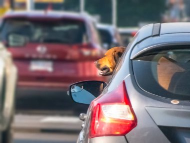 Calgary, Alberta, Kanada. Ağustos 2, 2024. Yavaş ilerleyen trafikte, gümüş bir hatchback 'in arka camından dışarı bakan kahverengi bir köpek..