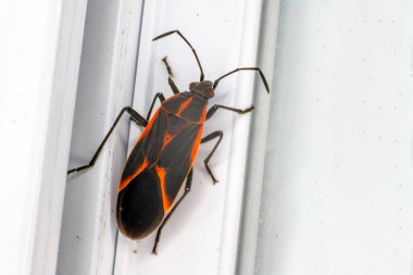 Boxelder Bug ya da akçaağaç böceği (İngilizce: Boxelder Bug), Kuzey Amerika 'nın doğusunda yaşayan gerçek bir böcek türüdür. Batı boksör böceği Boisea Rubrolineata.