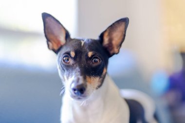 Küçük, tetikte bir oyuncak tilki teriyeri siyah beyaz önlüklü ve büyük, dik kulaklı. Köpek dikkatle kameraya bakıyor..