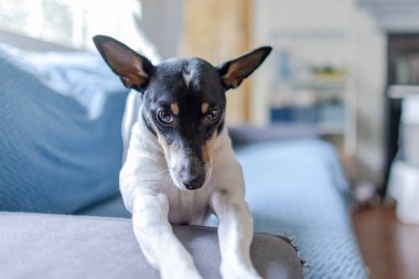 A small Toy Fox Terrier, alert dog with black, white, and tan markings, resting on a couch with its front paws extended, gazing intently. clipart