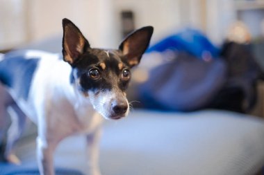 Küçük bir Oyuncak Tilki Teriyeri, siyah ve beyaz bir ceket ile bir kanepe üzerinde duruyor, kulakları ileri eğilmiş ve bakışları çerçevenin dışında bir şeye sabitlenmiş..