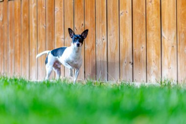 A playful black and white Toy Fox Terrier dog stands alert in a grassy backyard, its ears perked and its gaze fixed on something unseen. clipart