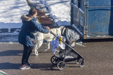 Calgary, Alberta, Kanada. 25 Ekim 2024. Kışlık ceketli bir kadın, kar yağışlı bir günde yanında tasmalı beyaz bir köpek olan büyük bir çöp konteynırının yanına bebek arabasını itiyor..