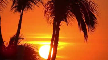 Siluetli palmiye ağaçları canlı turuncu bir gün doğumuna karşı dimdik ayakta durur ve pitoresk bir tropik manzara yaratır..