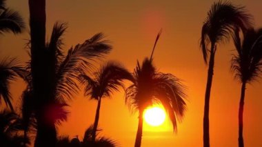 Palmiye ağaçlarının silueti, nefes kesen bir güneşin arka planına karşı duruyor. Tropikal bir cenneti çağrıştırıyor..