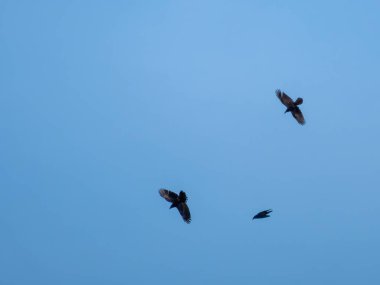 Mavi gökyüzüne karşı üç kuş silueti. Özgürlük, uçmak, doğa.