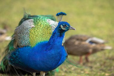 Yanardöner mavi tüylü canlı bir tavus kuşu bulanık yeşil ve kahverengi bir arkaplan karşısında duruyor ve kendine özgü bir arma sergiliyor..