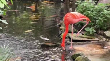 Bir flamingo, yemyeşil ve kayalarla çevrili koi balığıyla dolu bir gölden su içmek için eğilir. Yakınlarda uçan mavi bir kelebek.