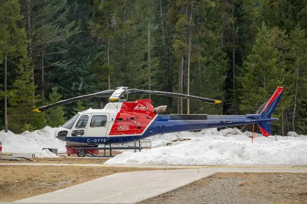 Radyum, British Columbia, Kanada. 31 Aralık 2025. C-GTTE işaretli mavi ve kırmızı bir helikopter, uzun yeşillikler çerçeveli, kar yamalı bir pistte duruyor..