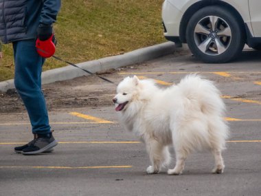 Calgary, Alberta, Kanada. 13 Nisan 2025. Kabarık tüylü beyaz bir köpek asfalt bir yüzeyde duruyor. Köpek tasmalı ve dilini dışarı çıkarmış..