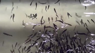 Geniş bir grup genç balık, Kanada 'nın Alberta kentindeki bir su koruma ve üreme bölgesinin bir parçası olan yavrulama tankının içinde, berrak sularda aktif olarak yüzerler..