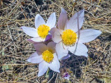 Büyük miktarda küçük, koyu kahverengi, küresel topak balığın kabı doldurduğu tepeden tırnağa bir görüntü..