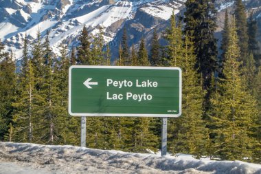 Jasper, Alberta, Kanada. 5 Mayıs 2025. Peyto Gölü 'ne doğru giden yeşil bir yol tabelası. Tabela iki dillidir ve 'Lac Peyto' da sergilenmektedir. Karlı dağlar ve orman bir zemin oluşturur..