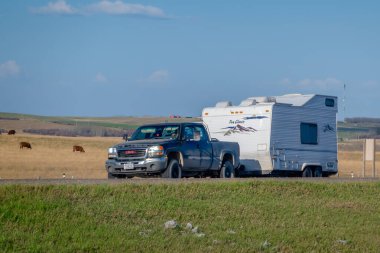 Calgary, Alberta, Kanada. 5 Mayıs 2025. Bir kamyon yolda beyaz bir karavanı çekiyor. Yol kenarında otlayan inekler var..