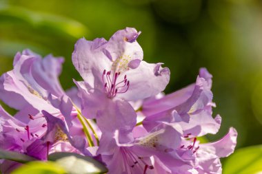 Canlı bir rododendronun yakın çekimi, yumuşak güneş ışığıyla yıkanmış narin mor yapraklarını ve karmaşık erkeklik organlarını gözler önüne seriyor. Edmonton, AB, Kanada 'daki Muttart Konservatuvarı' nda çiçek dinginliğini somutlaştırıyor..