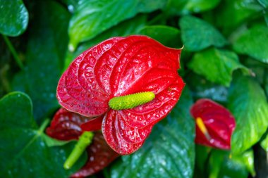 Belirgin yeşil spadiksi ile canlı kırmızı bir anturyum, Edmonton, AB, Kanada 'daki Muttart Konservatuvarı' nda verimli tropikal zarafet ve doğal canlılığın ortasında göze çarpar..